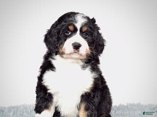 Bernedoodle dogs Ms. Sapphire - Ad 17