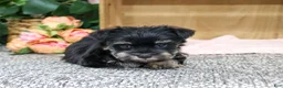 Miniature Schnauzer dogs for sale: Davina - Ad 3