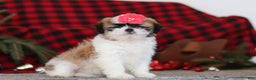Lhasa Apso dogs for sale: Rosie - Ad 3