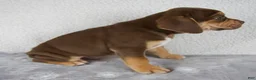 Beabull dogs for sale: Rocky - Ad 3