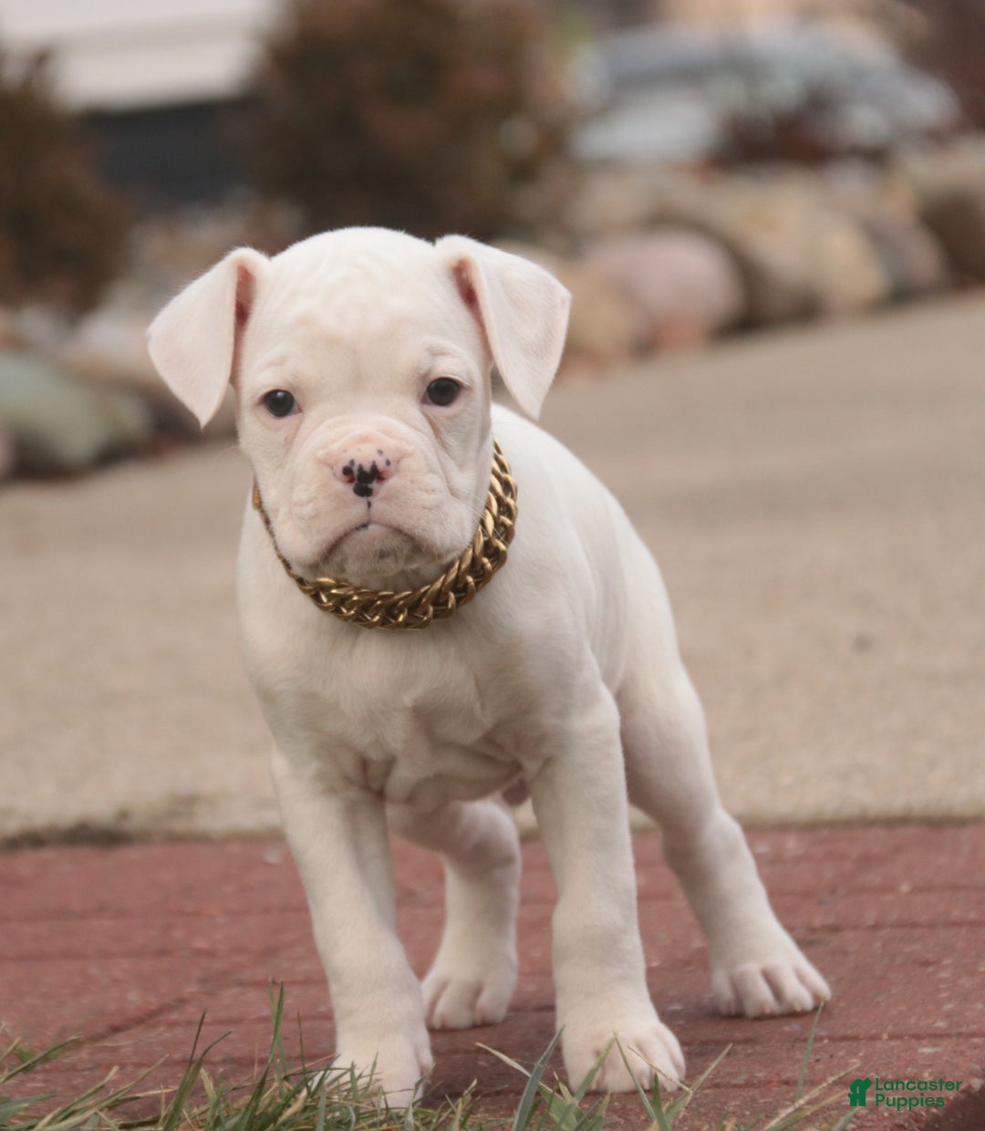 Boxer dogs for sale: Ezra - Ad 3