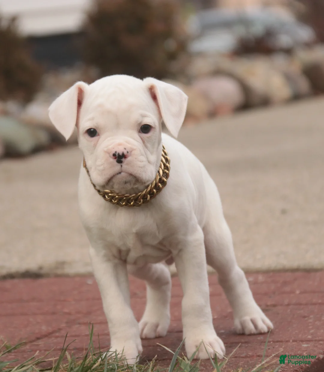 Boxer dogs for sale: Ezra - Ad 3