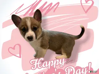 Mixed Breed dogs Jasper - Ad 11