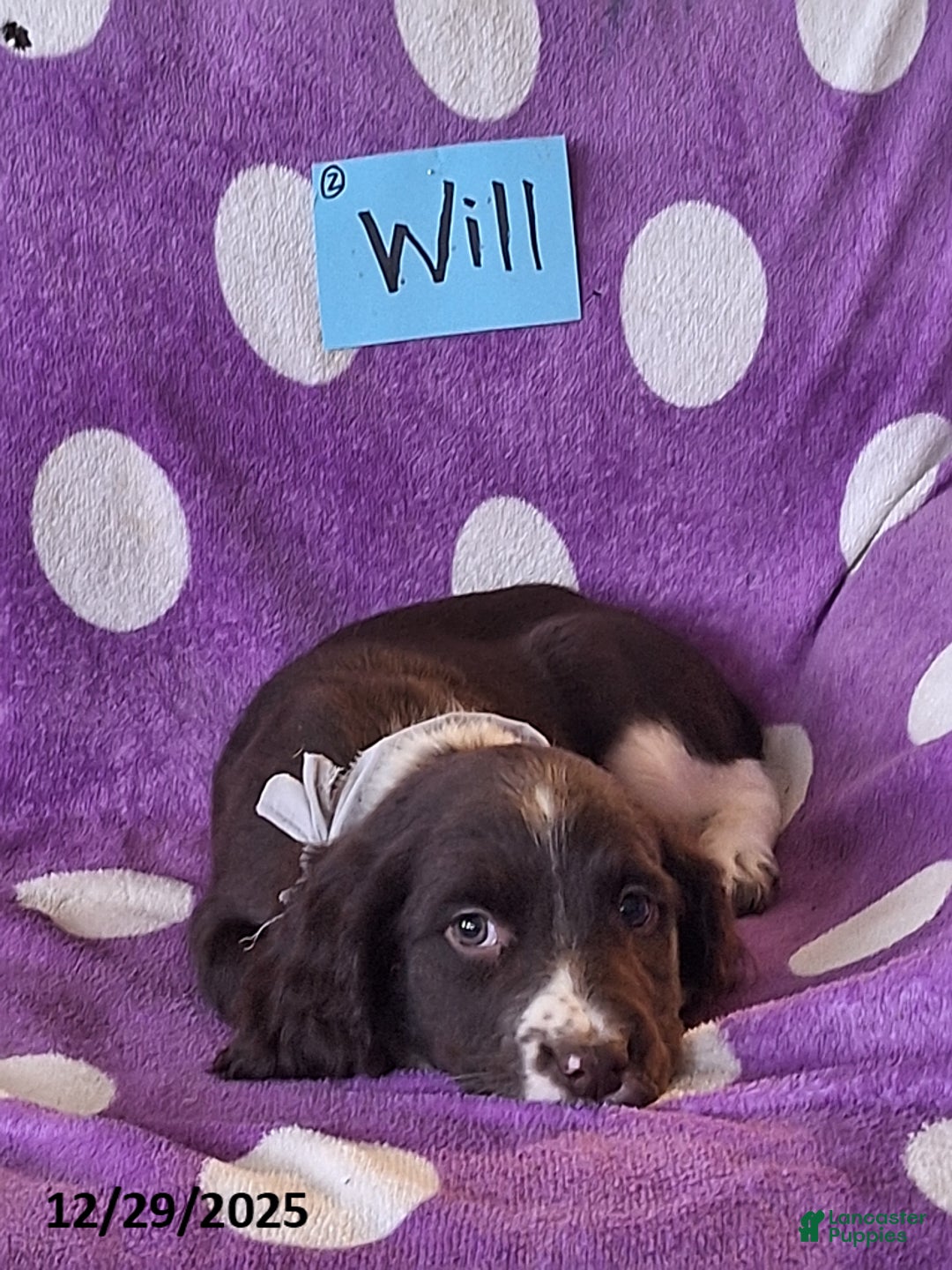 English Springer Spaniel dogs for sale: Will  - Ad 7