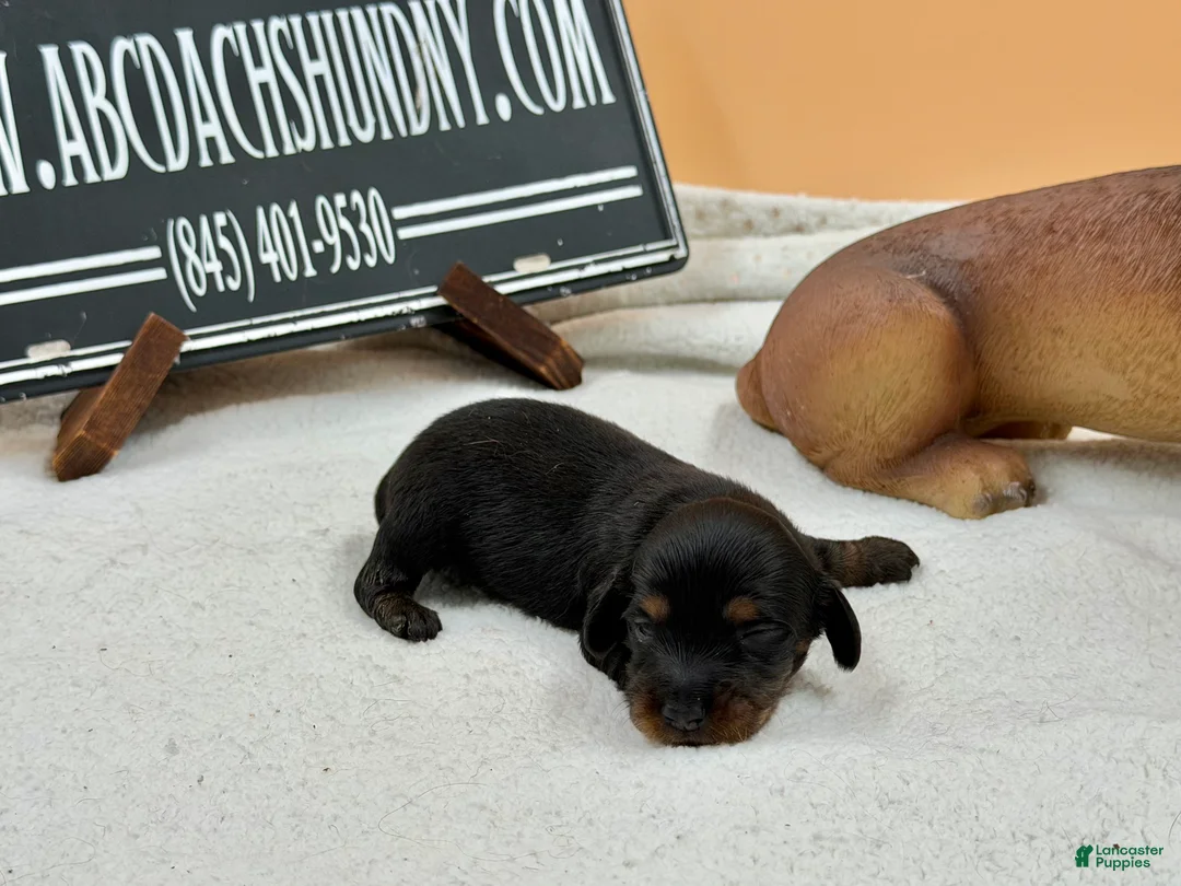 Miniature Dachshund dogs for sale: Grand Ch sired - Ad 2