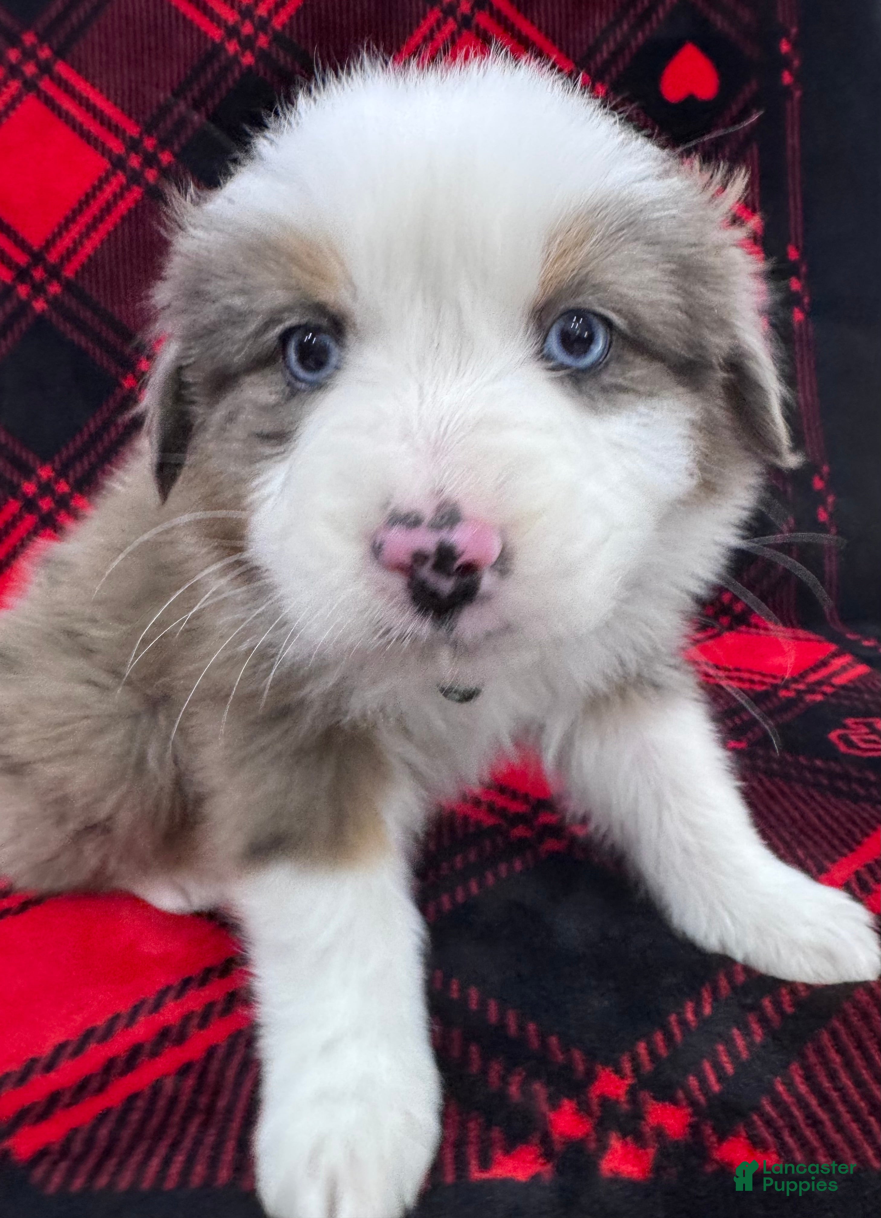 Australian Shepherd dogs Standard Australian Shepherd Puppy - Hunter Green Collar - Ad 27