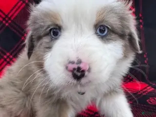 Australian Shepherd dogs Standard Australian Shepherd Puppy - Hunter Green Collar - Ad 27