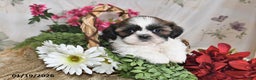 Shih Tzu dogs for sale: Sunshine - Ad 1