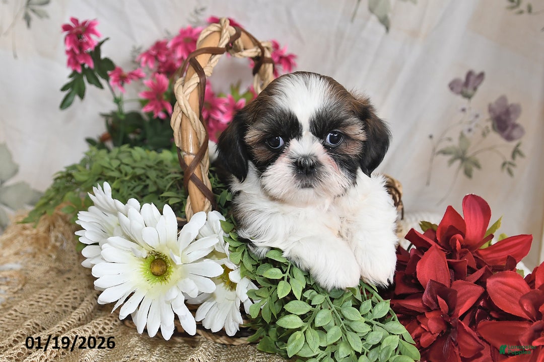 Shih Tzu dogs for sale: Sunshine - Ad 1