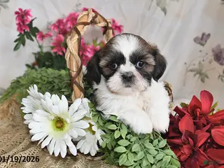 Shih Tzu dogs Sunshine - Ad 29