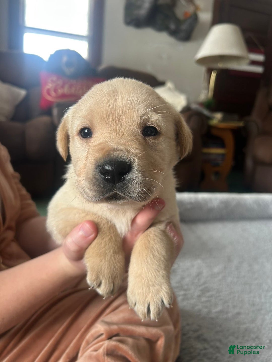 Labrador Retriever dogs for sale: Labrador Retriever Puppy 3 - Ad 1