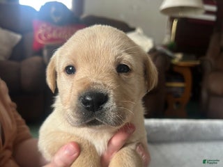 Labrador Retriever dogs Labrador Retriever Puppy 3 - Ad 25