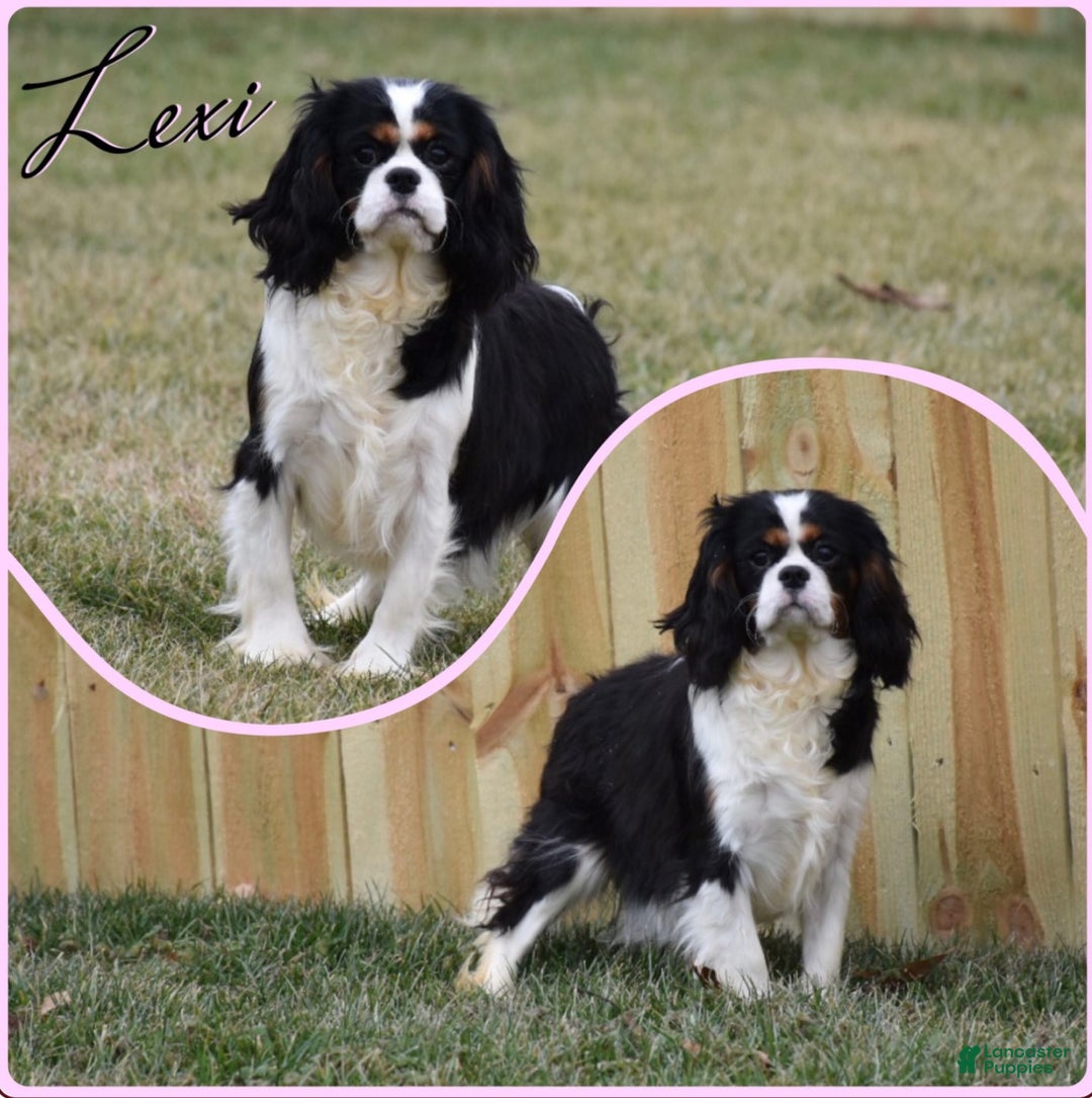 Cavalier King Charles Spaniel dogs for sale: Destiny - Ad 5