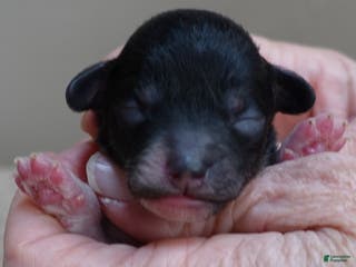 Toy Poodle dogs Flint - Ad 10