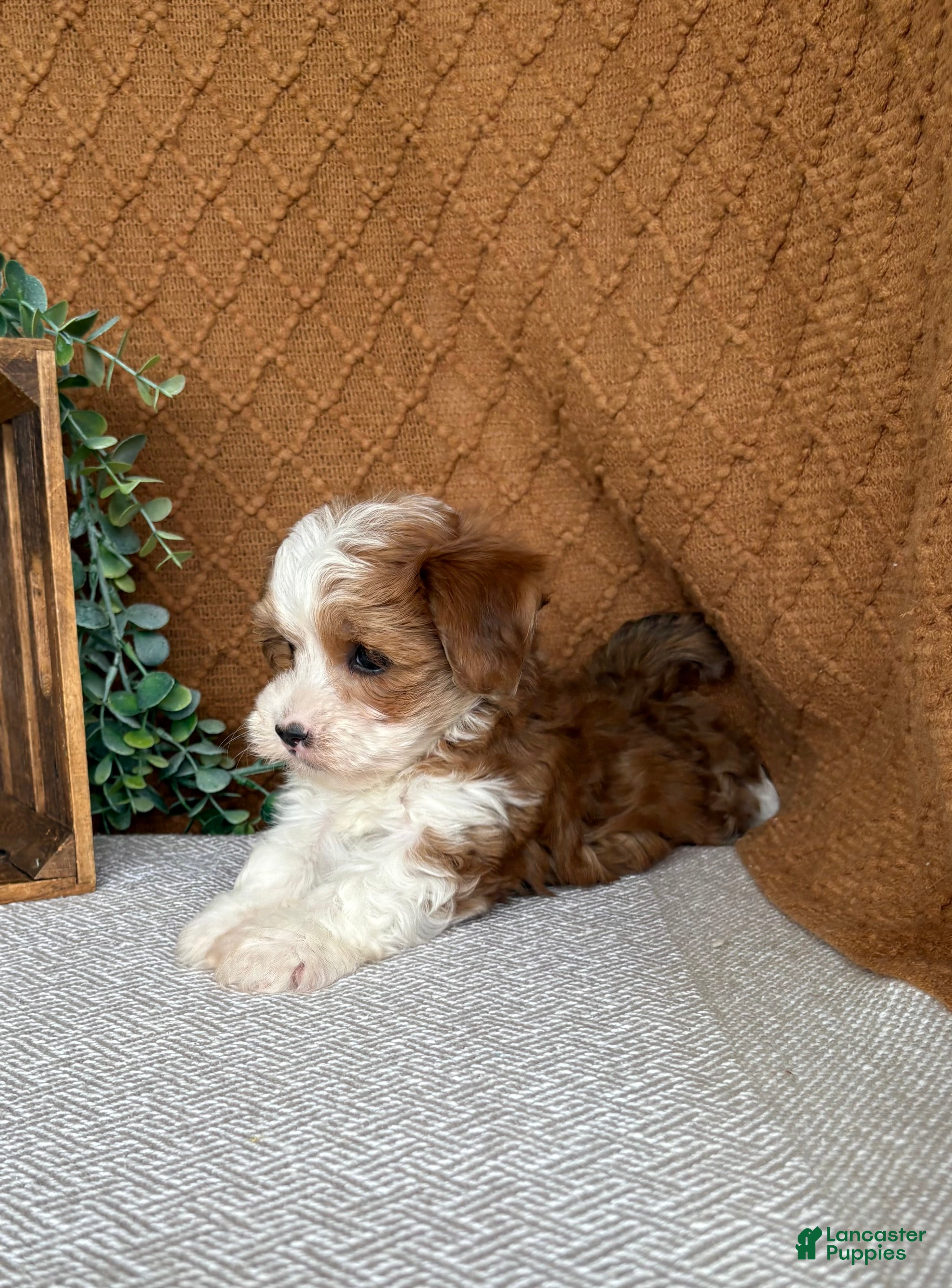 Havanese dogs Denali - Ad 2