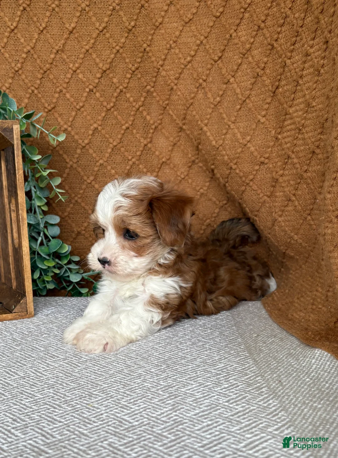 Havanese dogs for sale: Denali - Ad 2