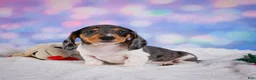 Miniature Dachshund dogs for sale: Prince - Ad 10