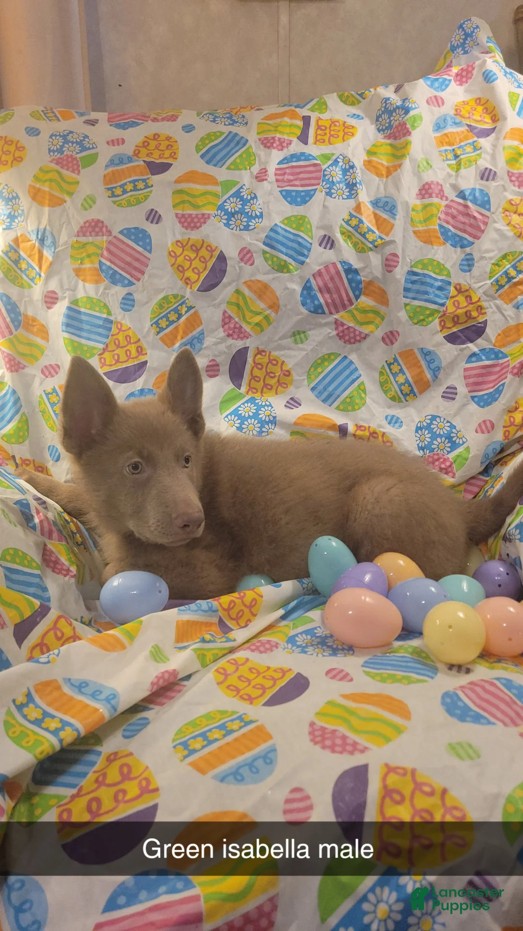 German Shepherd dogs for sale: Green Isabella Male  - Ad 2