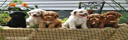 Cockapoo dogs for sale: Logan - Ad 3