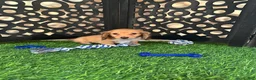 Miniature Dachshund dogs for sale: Beanie Precious Mini Dachsund Puppy  - Ad 2