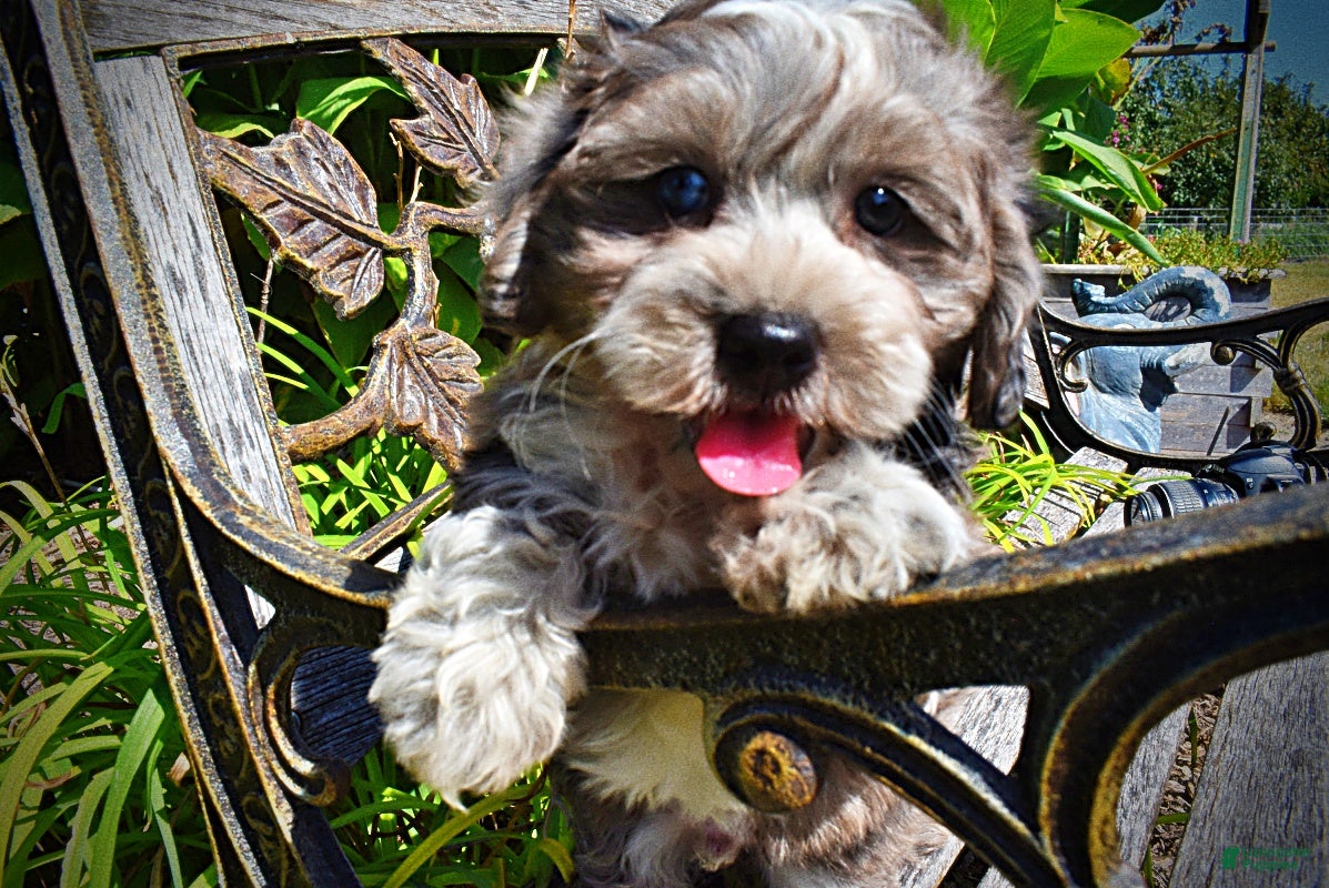 Havapoo dogs Icon - Ad 1