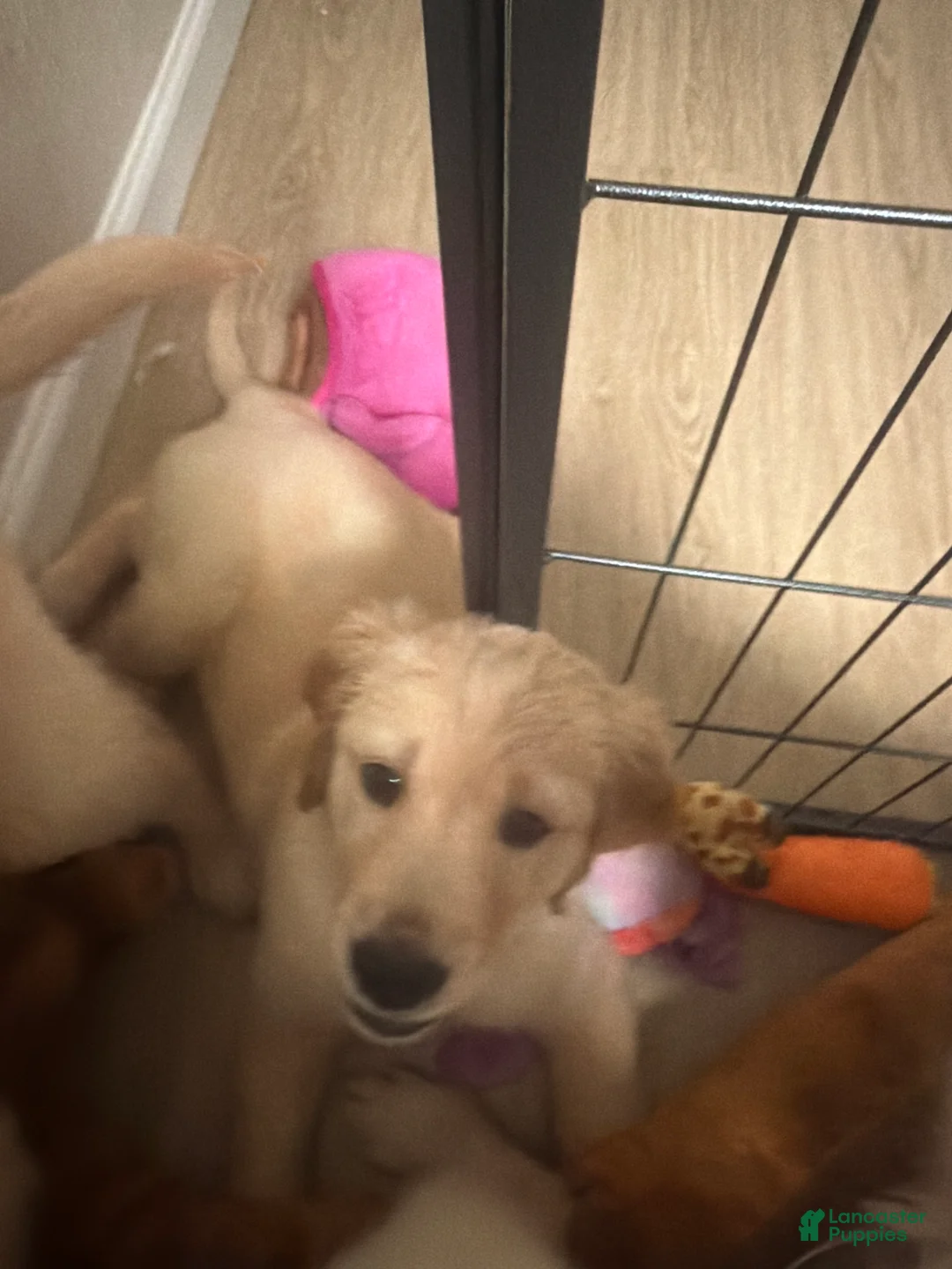 Golden Retriever dogs for sale: Purple - Ad 1