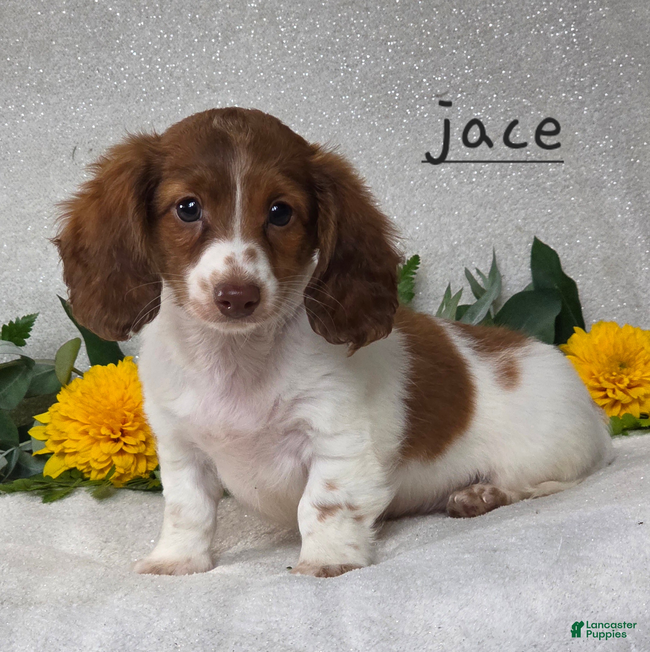 Miniature Dachshund dogs Jace - Ad 1