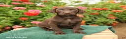 Labrador Retriever dogs for sale: Kelly - Ad 1