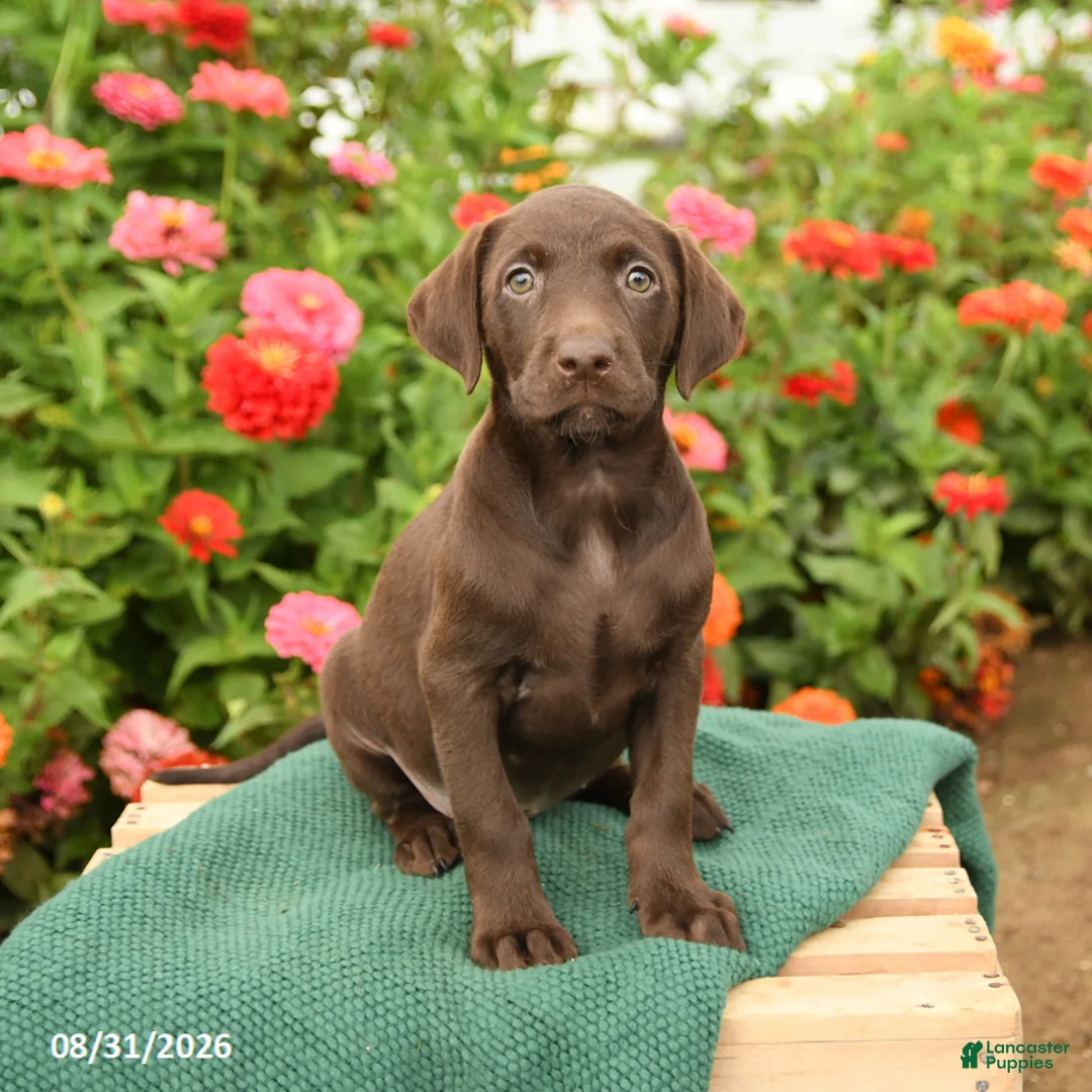 Labrador Retriever dogs for sale: Kelly - Ad 1