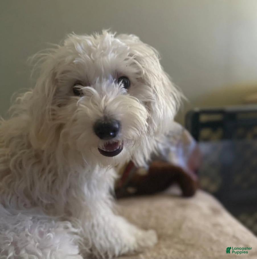 Havapoo dogs Milo - Ad 5