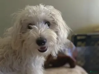 Havapoo dogs Milo - Ad 5