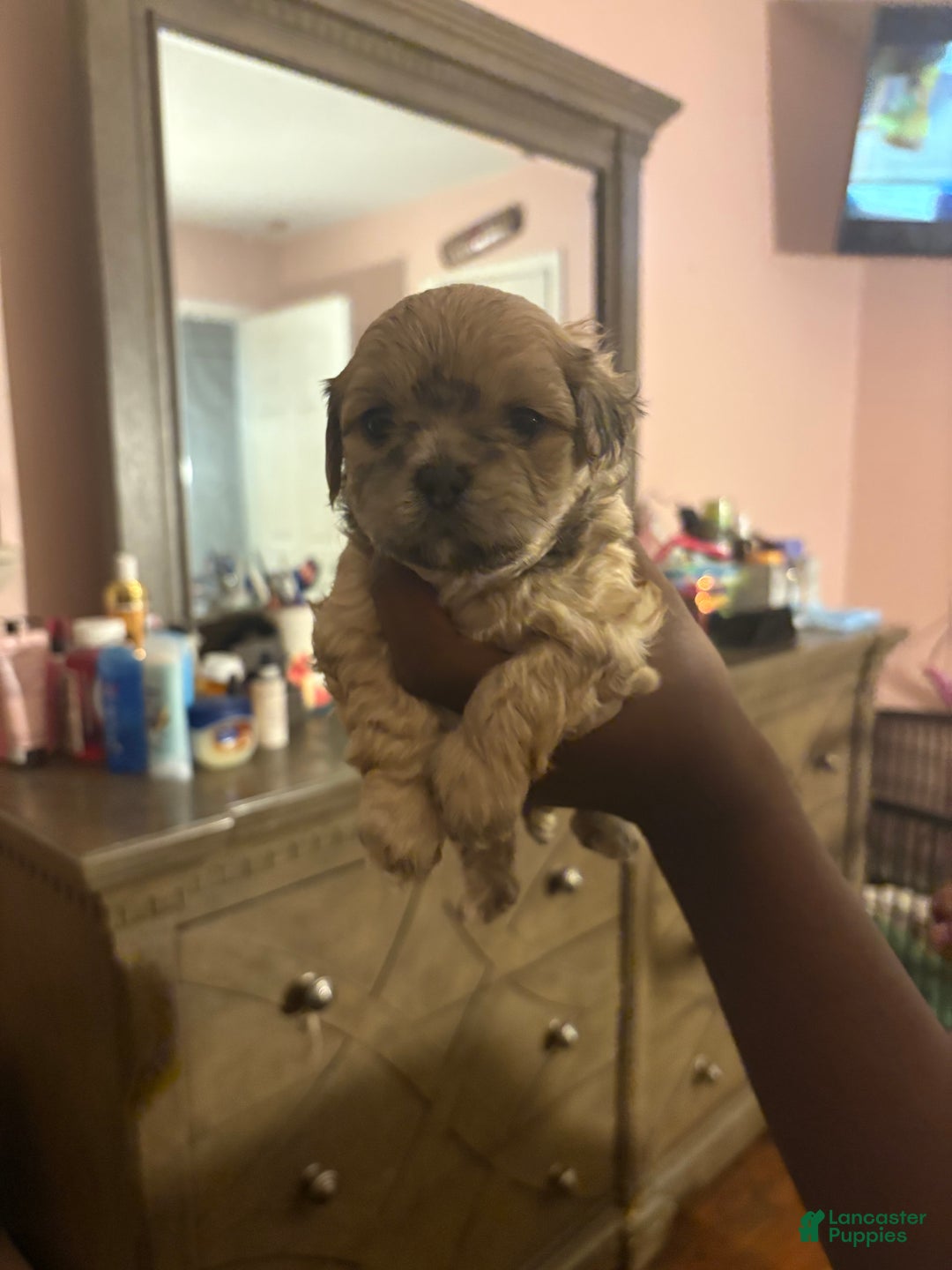 Mixed Breed dogs for sale: Mixed Breed Puppy 1 - Ad 1