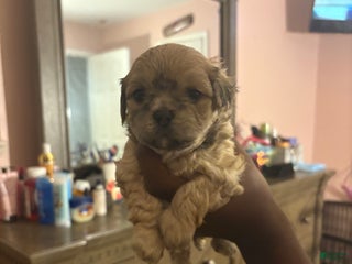 Mixed Breed dogs Mixed Breed Puppy 1 - Ad 36