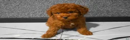Miniature Poodle dogs for sale: Loren💙 - Ad 10