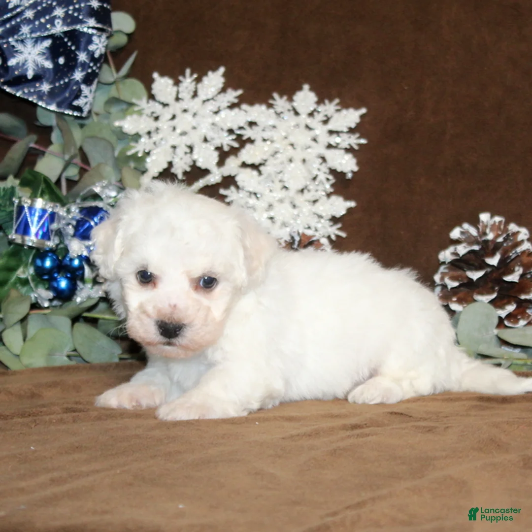 Bichon Frise dogs for sale: Trent - Ad 3