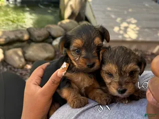 Yorkiepoo dogs G2 - Ad 31