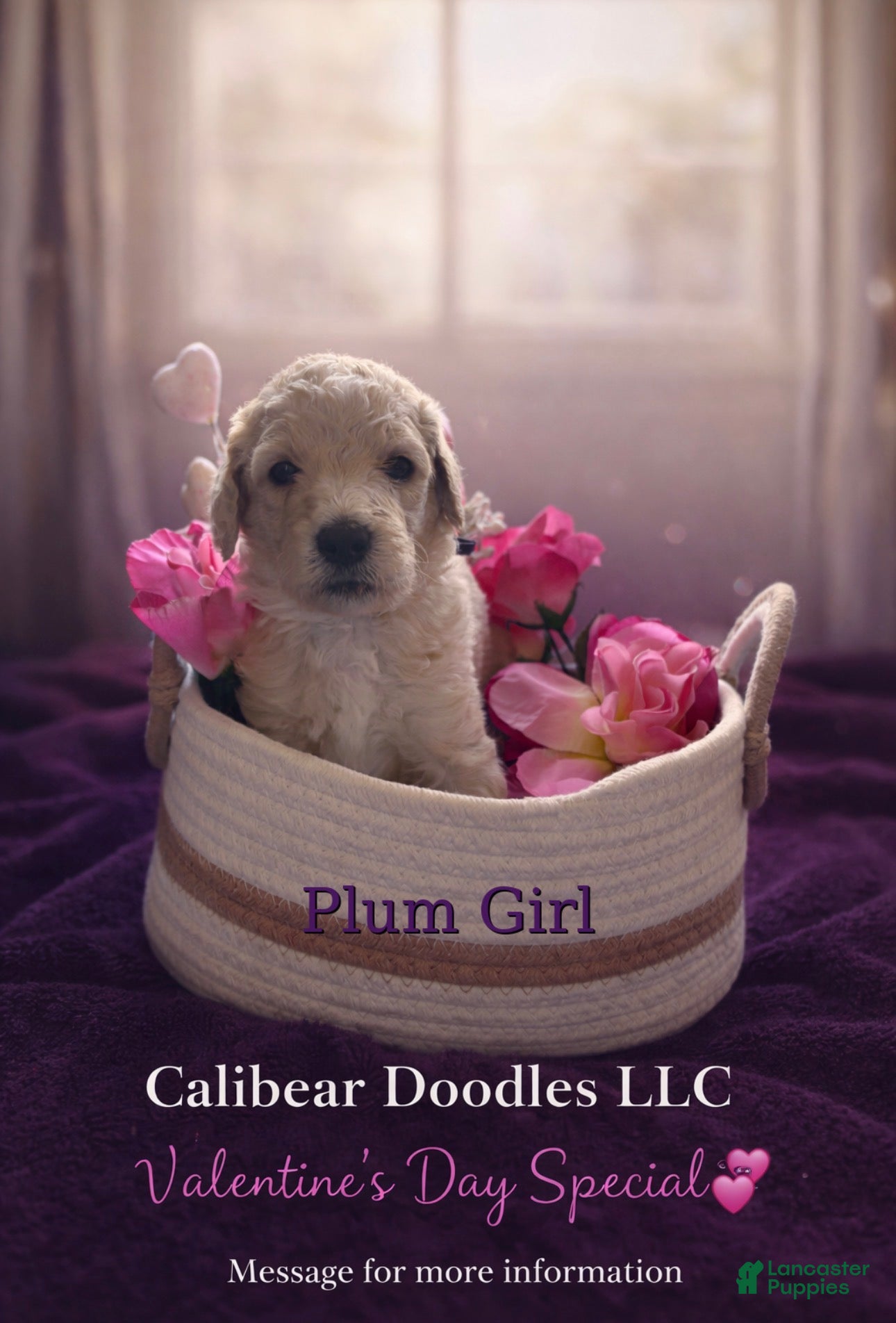 Goldendoodle dogs Goldendoodle Puppy 4 - Ad 8