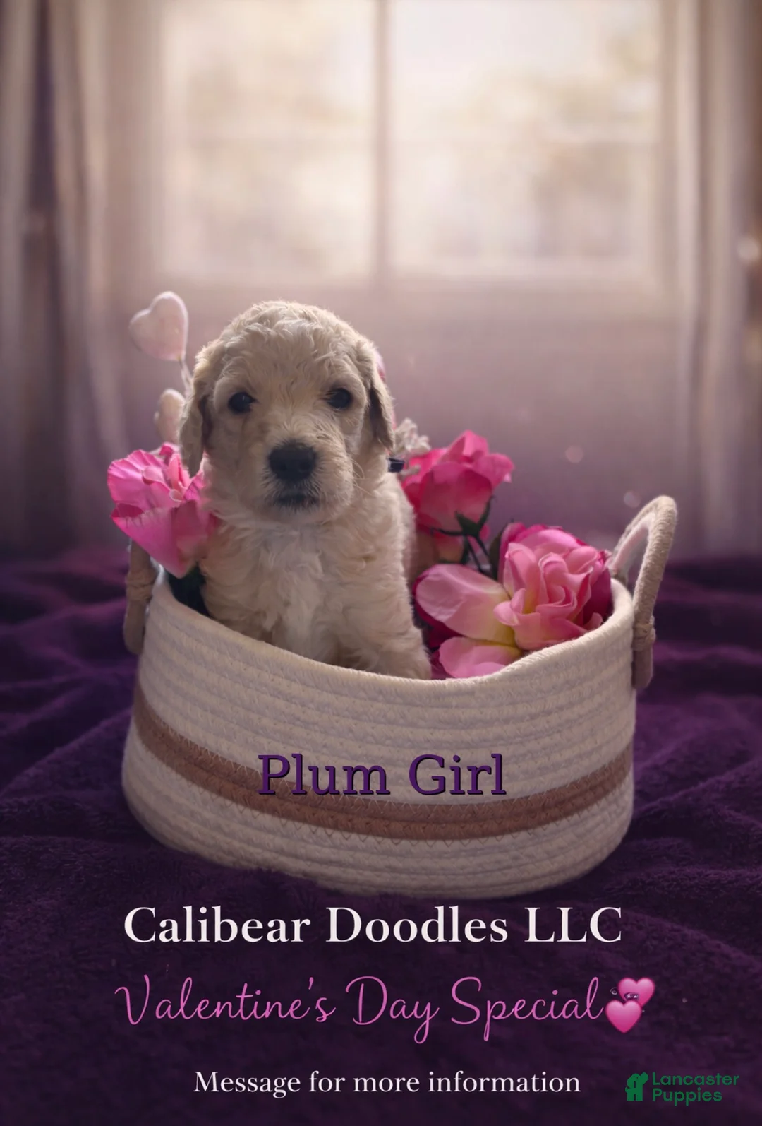 Goldendoodle dogs for sale: Goldendoodle Puppy 4 - Ad 1