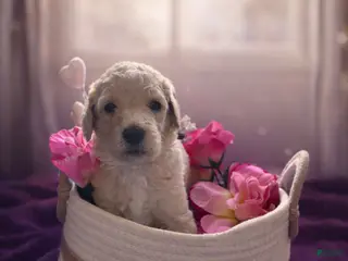 Goldendoodle dogs Goldendoodle Puppy 4 - Ad 8