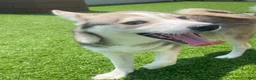 Alaskan Klee Kai dogs for sale: Vermithor (The Bronze Fury) - Ad 1