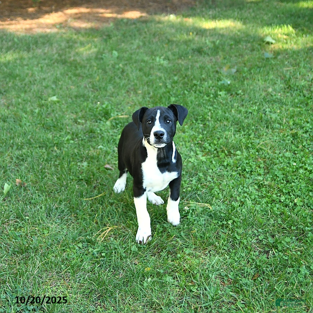 Mixed Breed dogs for sale: Konnor - Ad 4