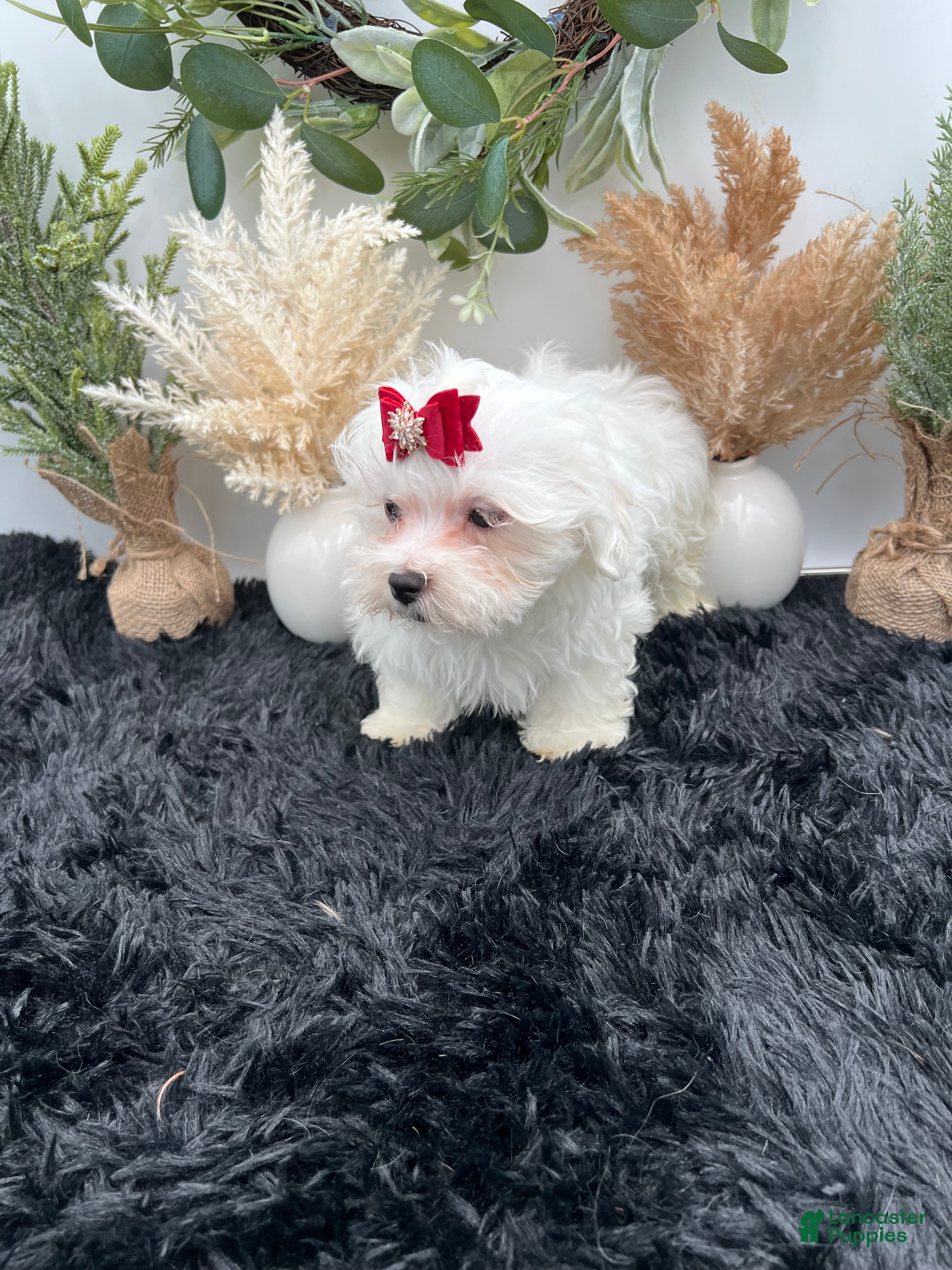 Maltese