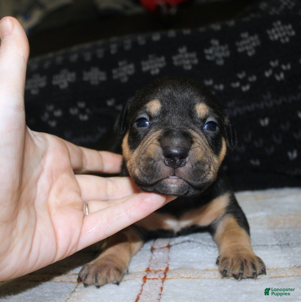 American Bully dogs Sass - Ad 37