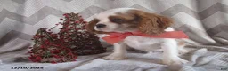 Cavalier King Charles Spaniel dogs for sale: Hayes - Ad 3