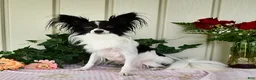 Papillon dogs for sale: Cruzer - Ad 16