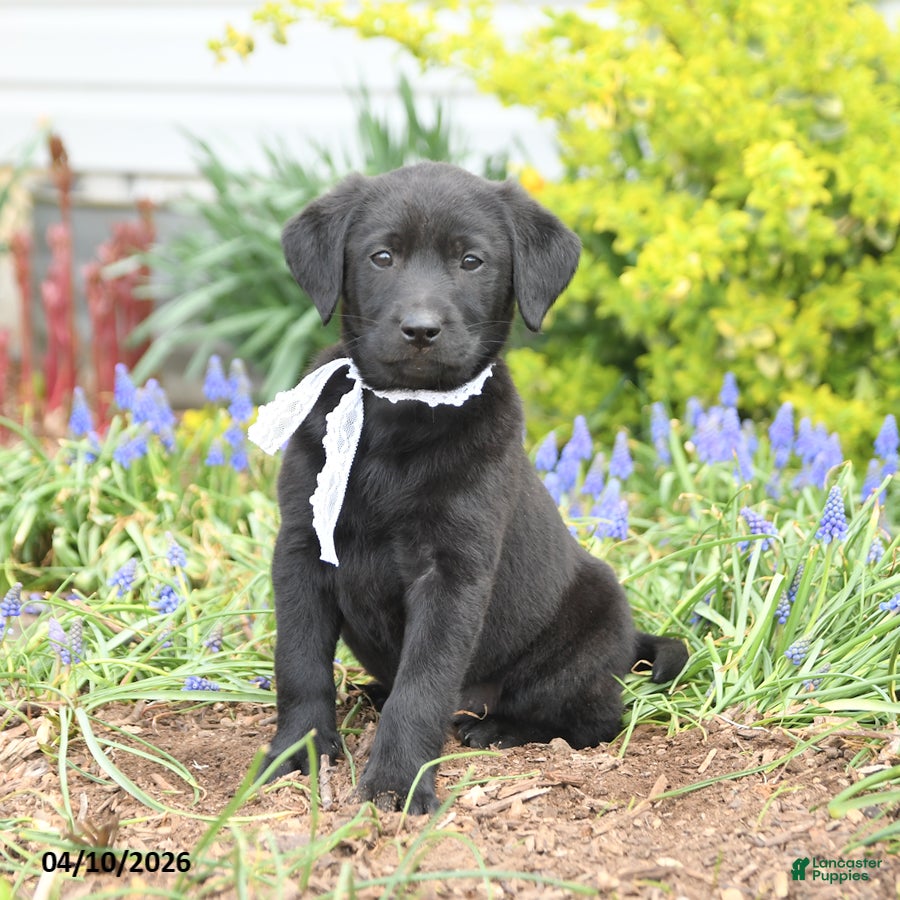 Mixed Breed dogs Cove - Ad 1