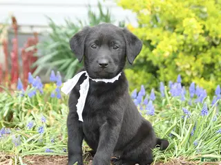 Mixed Breed dogs for sale: Cove - Ad 2