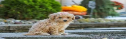 Maltipoo dogs for sale: Posie - Ad 6