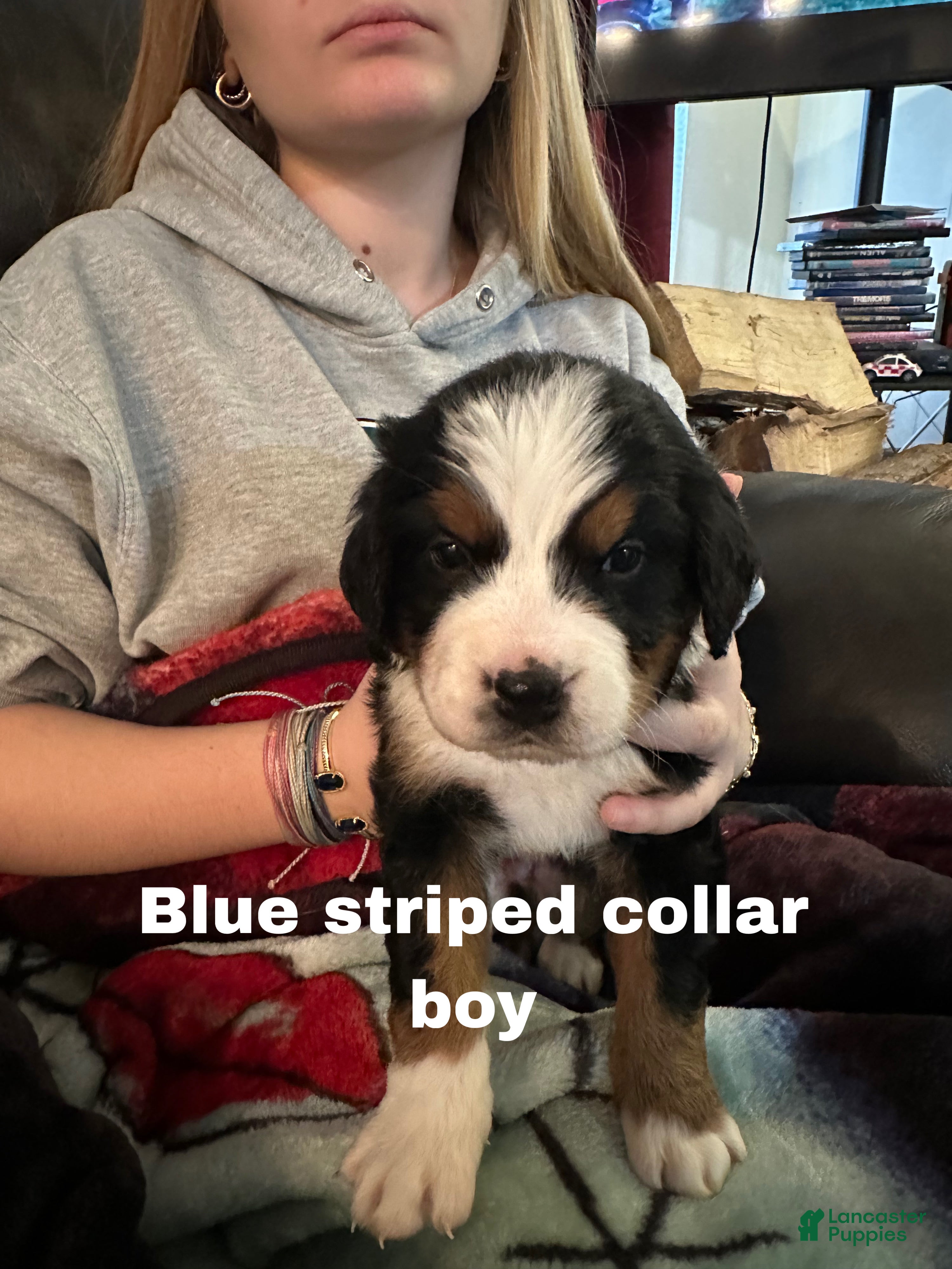 Bernese Mountain Dog dogs Bernese Mountain Dog Puppy 2 - Ad 7