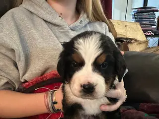 Bernese Mountain Dog dogs Bernese Mountain Dog Puppy 2 - Ad 7